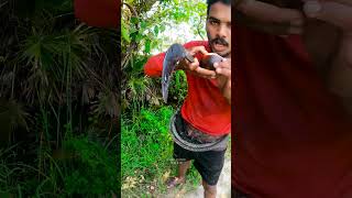 How To Cut Palm Fruit || తాటికాయ ఎలా కోస్తారు #ytshorts #shorts