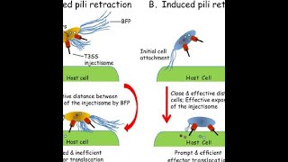 Bundle forming pili ; Definition, characteristics, Functions, Mechanism