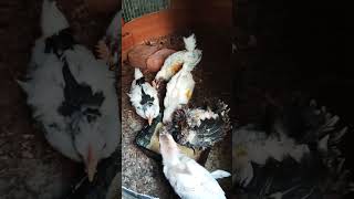 അടുത്ത തലമുറയിലെ കില്ലാടികൾ #shortvideo  #poultryfarming