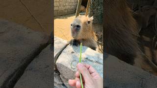 Capybara leans forward to ask for grass