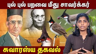 புல் புல் பறவை பற்றி சுவாரஸ்ய தகவல்! | Bull Bull Bird | Savarkar BullBull | Savarkar Fly on Bird