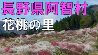 【桃源郷】阿智村・月川温泉郷　花桃の里