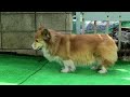 fluffy roku フワフワもふもふなロクさんの耳毛 20220311 corgi dog コーギー 犬