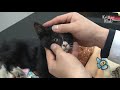 dying kitten trapped on the bridge desperately shouts at people for rescue animal in crisis ep105