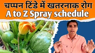 चप्पन टिंडे में आने वाले मुख्य रोग और स्प्रे | chappan kaddu me spray schedule |