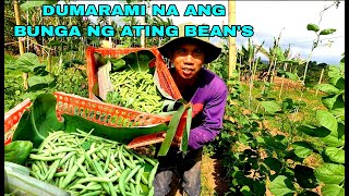 Dumarami na ang bunga ng ATING beans