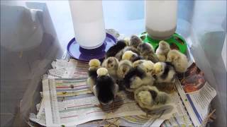 10 Appenzeller Spitzhauben and 5 White Crested Blue Polish Chicksyt