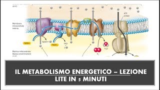 Glicolisi, ciclo di Krebs, Fermentazione -video RIASSUNTIVO