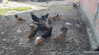 اجو تشوفو كيف دوزت العشية البادية🐓🐓🐦🦢🌿🥰❤