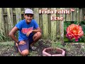 Frida Kahlo™ Floribunda Rose, Ft. Heirloom Roses🌹 S:1,Ep.81//Ultimate Gardening