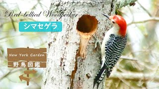 野鳥図鑑：Red-bellied Woodpecker (シマセゲラ)