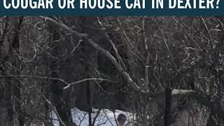 Cat Caught On Camera In Dexter Michigan Backyard