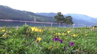 野反湖　三壁山～エビ山～池の峠周回3/3　富士見峠～湖畔東側コース～池の峠～三壁山登山口　2018-7-16