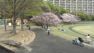 稲城中央公園のサクラ　2021