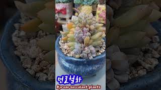 Korean succulent plants: 먼로철화