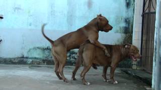 KIARA BLESSED DOG vs HERCULES Of BLESSED.MP4 KIARA BLESSED DOG vs HERCULES Of BLESSED.MP4