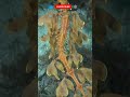 Leafy Seadragon || underwater nature  #shorts