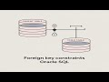 Foreign Key Constraint in Oracle SQL