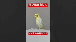 【オカメインコ】呼び鳴きをしてママさんを呼んでます #shorts #オカメインコ #ペット #ルチノー #cockatiel #かわいい #呼び鳴き