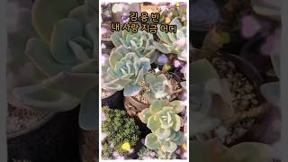 내 사랑 지금 어디#김용빈#미스터트롯3#김용빈님의 빛나는 미래를 응원합니다#묵둥이 백봉