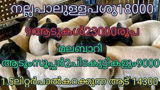 പാലുള്ളപശു18000 9ആടുകൾ23000രൂപ മലബാറി ആടുംസൂപ്പർ2പിടകുട്ടികളും9000 വലിയ ക്രോസ് ബ്രീഡ്ആടുംസൂപ്പർആട്