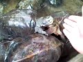 malaysian giant turtle