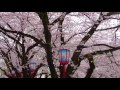 名古屋城桜祭り４月2日2016年