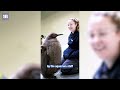 big baby penguin chick breaks records at melbourne aquarium