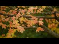 beautiful autumn herfst outono relaxing music