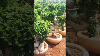 #Bonsai trees in Kadiam Nursary