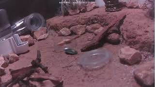 🐜 Arena, Day 1586 #2, Messor Barbarus Ant Farm Video Diary