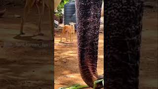 ഈ പഞ്ചായത്തിൽ കണ്ട് പോകരുത് 🐘🐘🐘