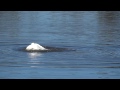 白鳥スワン2014（千葉県白井市七次川調整池）swans