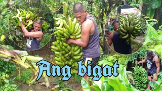 Natumba ang saging sa sobrang bigat at laki nito hindi kinaya ng puno