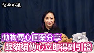 【信而不迷】動物傳心個案分享：跟貓貓傳心立即得到引證