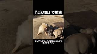 フレブルの圧にキレるポメラニアンw