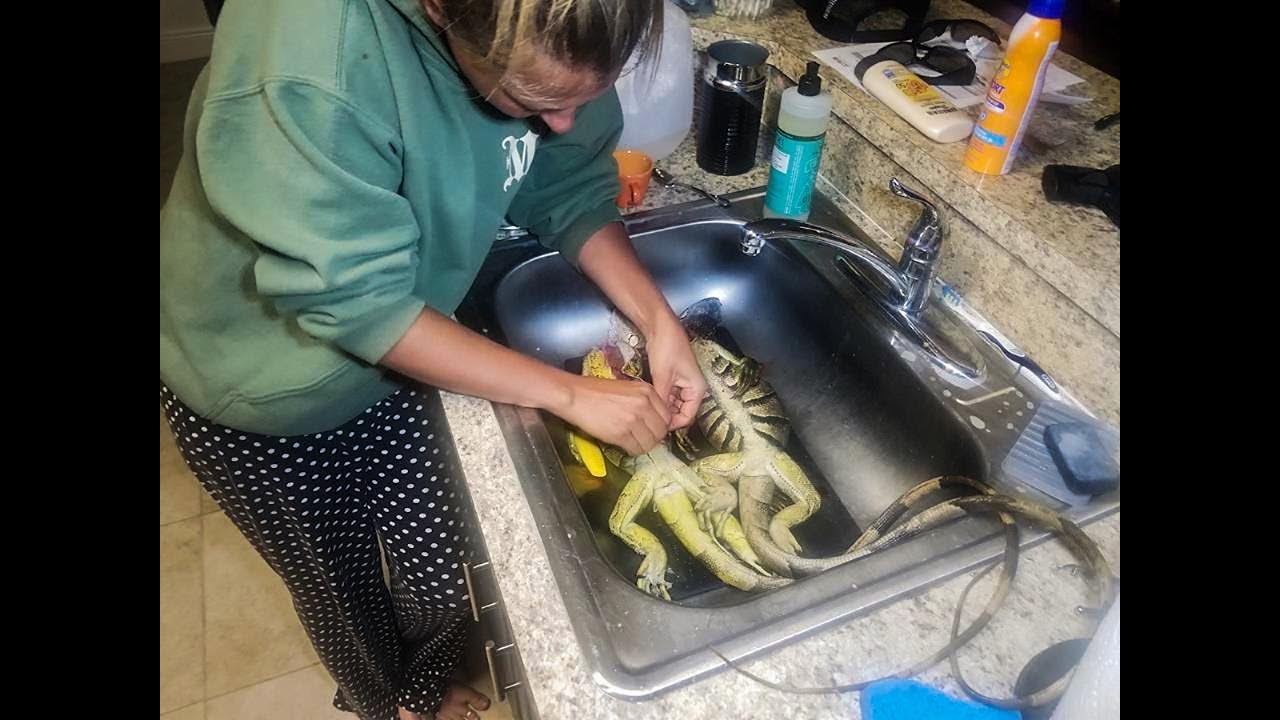 Recipe How To Cook Iguana Burritos Youtube