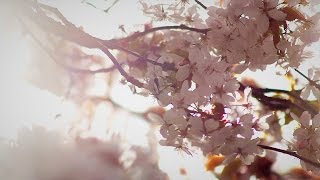 The Beauty of Nature | Spring 2017 (HD)