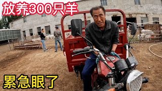 内蒙收羊，养殖户一人养300只大羊200只羊羔，听听大爷的养殖心得