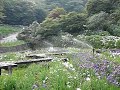 卯辰山（石川県金沢）花菖蒲園水の祭典