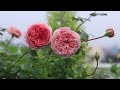 abraham darby english rose in different season বিভিন্ন ঋতুতে আব্রাহাম ডারবি গোলাপ