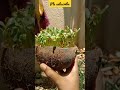 இயற்கை😍😍 shorts shortsfeed nature fenugreek methi garden viral harvest gardeningtips short