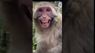 #laughing #monkey🙊🙊🙊🙊🙉🙈 #bander hasnevl vala