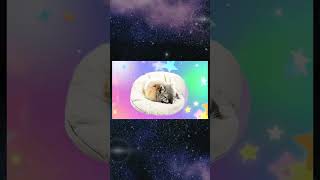 【超癒し】かわいい動物たちの寝顔特集！🐾💤見るだけでほっこりするショート動画   Adorable Sleeping Animals: The Ultimate Relaxation Video!