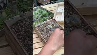 【100均】ダイソーの木箱に寄せ植え！ちょうどいいサイズ感！