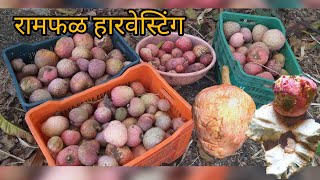 रामफळ हार्वेस्टिंग. शेतातील रामफळ काढले. Ramphal harvesting. ramfal