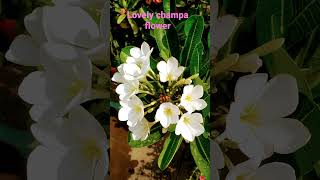 lovely champa flower#nature #plants #youtubeshorts