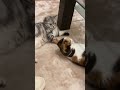 仲良く添い寝🥰 アメショ 三毛猫 可愛い猫動画 元自然猫