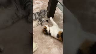 仲良く添い寝🥰#アメショ#三毛猫#可愛い猫動画#元自然猫