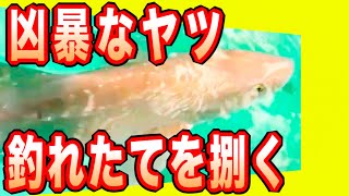 ホシザメ捌き方とフカ湯引きの食べ方まで　ホシザメ釣りあがったので鮫肌剥いで食べてみる